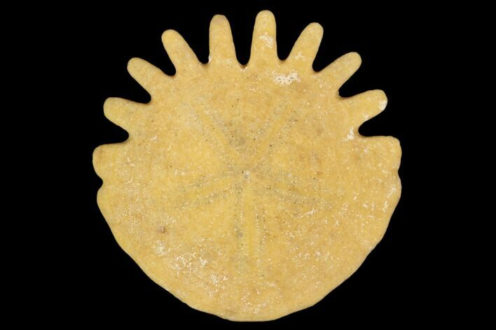 Fossil Sand Dollar (Heliophora) - Boujdour Province, Morocco #106736